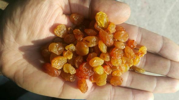 تامین کننده کشمش پلویی فله