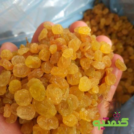 بازار عرضه کشمش تیزابی عمده